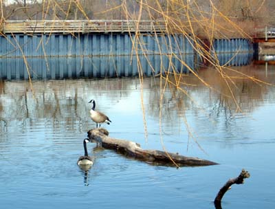 Gallup Park - Ann Arbor, MI
