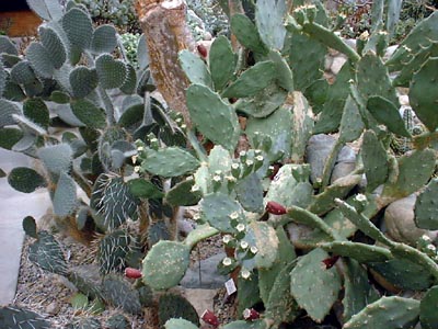 Cacti