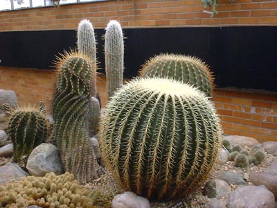 Barrel Cactus