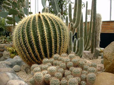  Barrel Cactus
