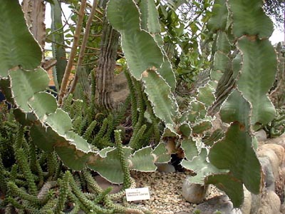 Cacti