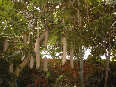Sausage Tree