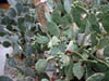 Cacti