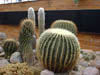 Barrel Cactus