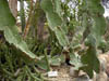 Cacti