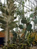 Prickly Pear
