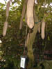 Sausage Tree