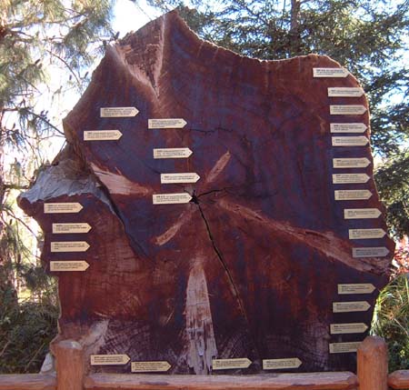 Disney's California Adventure - Millenium Tree