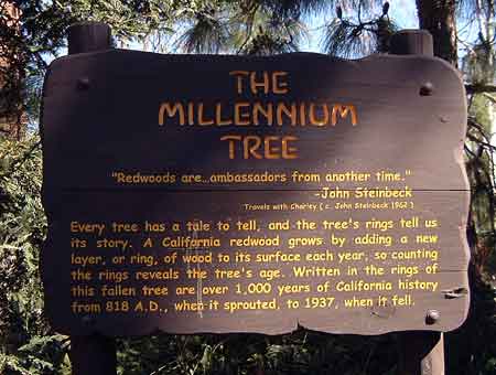 Disney's California Adventure - Millenium Tree