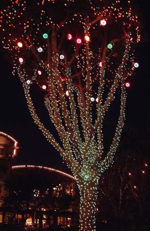 Disneyland Park - In Downtown Disney all the trees are illuminated