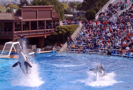 Sea World San Diego - Shamu & Co.
