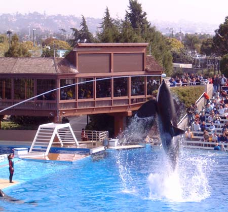 Sea World San Diego - Shamu & Co.
