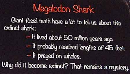 Sea World San Diego - Megalodon Shark Fossil Teeth Info
