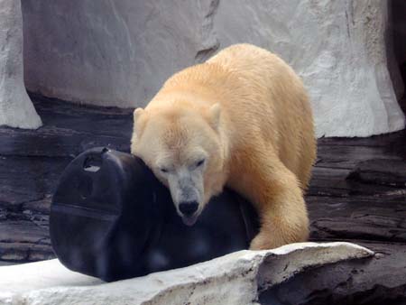 Sea World San Diego - Polar Bear

