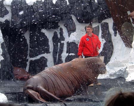 Sea World San Diego - Walrus

