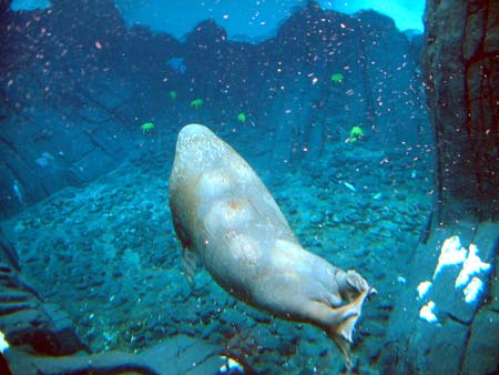 Sea World San Diego - Walrus
