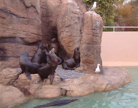 Sea World San Diego - Seals
