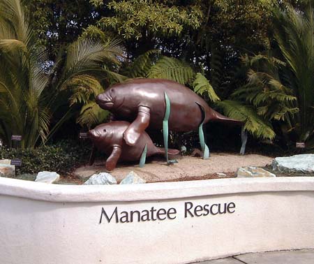 Sea World San Diego - Manatee [Dugong] Rescue
