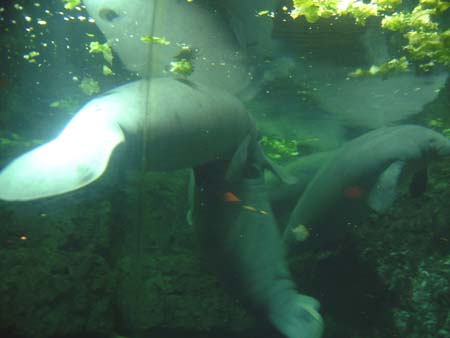 Sea World San Diego - Manatee
