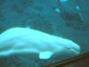 Beluga Whale