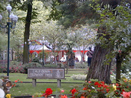 Redwood