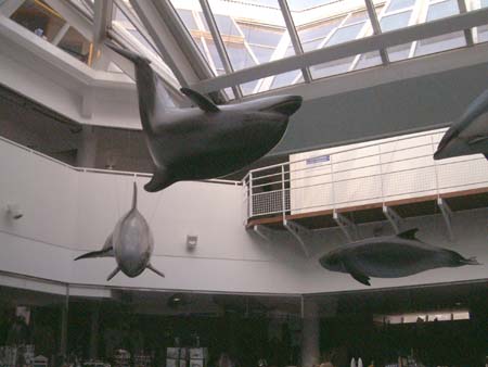Brest, Inside Oc&eacute;anopolis. The Central Area's Flying Dolphins!