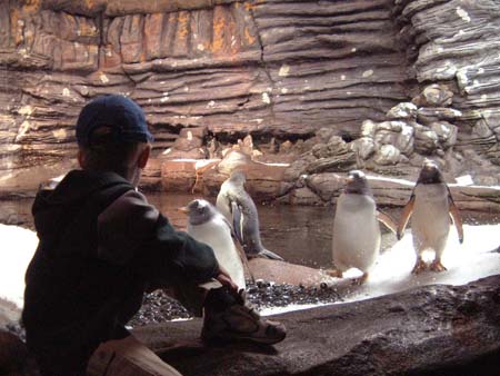 Brest, Inside Oc&eacute;anopolis. The Polar Pavilion. Penguins