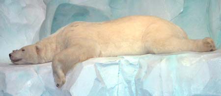  Inside Oc&eacute;anopolis. The Polar Pavilion. Polar Bear