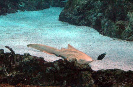 Inside Oc&eacute;anopolis. The Tropical Pavilion. nurse Shark