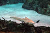Nurse Shark