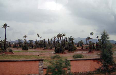 Palm groves