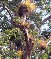 Air Plants - Epiphytes