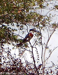 A Ringed Kingfisher
[Seen on the New River]