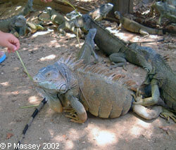 Iguana feeding