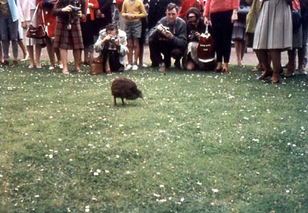 Auckland Zoo - Kiwi