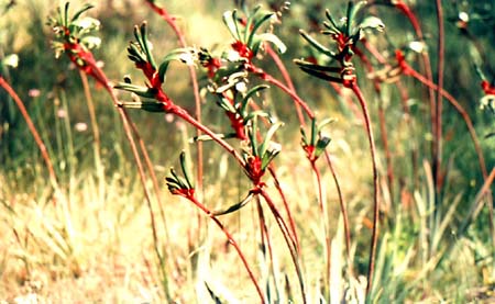 Kangaroo Paw
