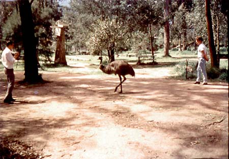 Sir Colin MacKenzie Sanctuary - Emu