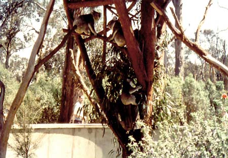 Sir Colin MacKenzie Sanctuary - Koalas
