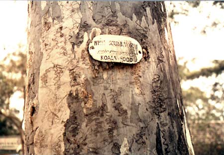 White Scribbly Gum - Koala Food