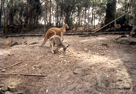 Kangaroos at Ku-Ring-Gai-Chase