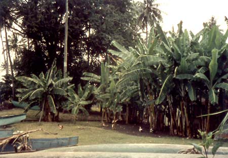 Tahiti Scenery - Banana Trees