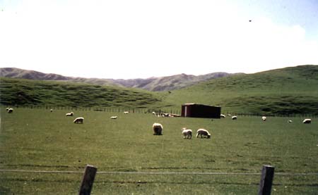 New Zealand Countryside on the way to Upper & Lower Hutt