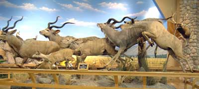 Greater & Lesser Kudu - African wildlife diorama - Cabela's, Dundee, MI 