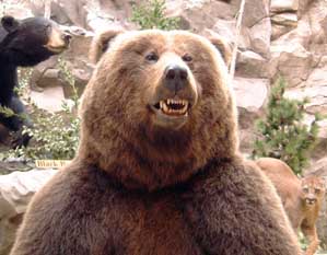 Brown Bear
