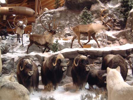 Caribou