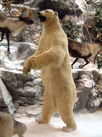 Polar Bear