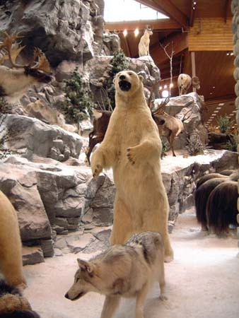 Polar Bear