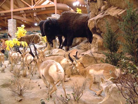 Bison