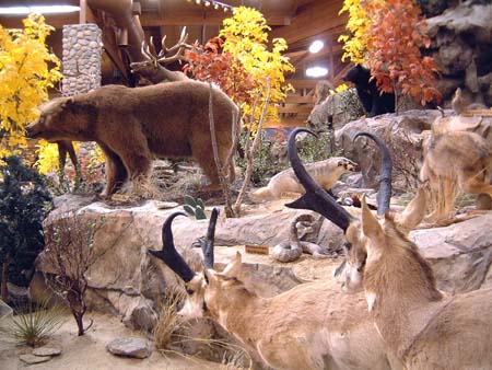Gazelle, Brown Bear