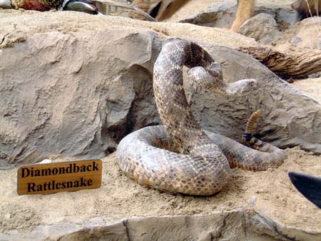 Diamondback Rattlesnake